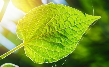 High-Quality Photodetector Based On Plant Photosynthesis