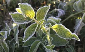 Study Delves Deeper into Potato Leaf Frost Injury with Cryo-Microscopic Techniques