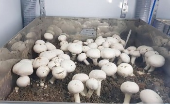 SVS-Vistek Camera Supports AgTech Study of Mushroom Cultivation in Greenhouses