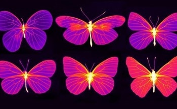 Thermal Imaging Lets Researchers See Beyond the Surface of Butterfly Wings