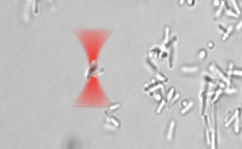 Optical Tweezers Control Bacterial Biofilm Formation