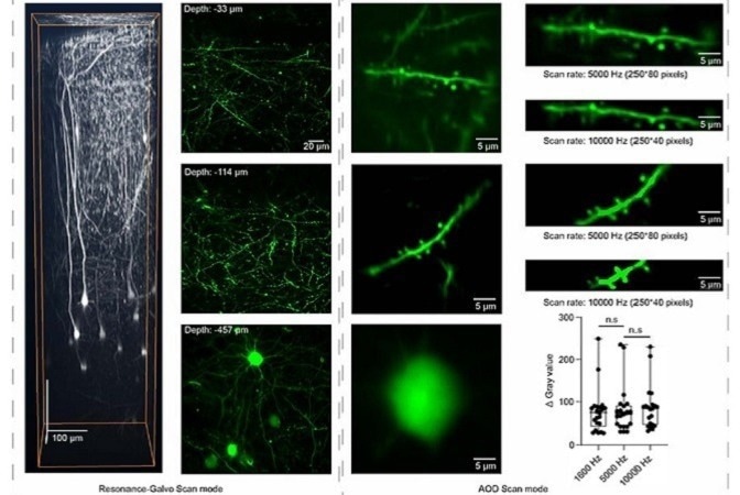 Two-Photon Microscopy System Observes Fast Biological Processes - Vimarsana News