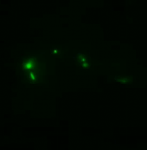 Diffraction Limited Photoactivation of GFP with TIRF 