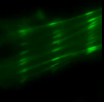 Photoactivation of GFP in Fibroblast Cell