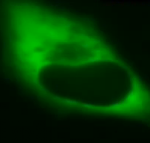 FRAP Soluble GFP in a Living Cell