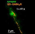 Diffusion of QD-Tagged Receptor in Synapse