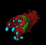 Microscopic Anatomy of Living Human Neutrophil
